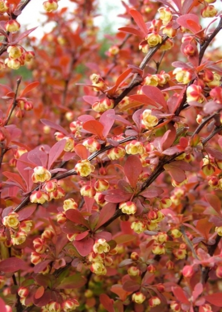 매자나무'오렌지로켓'