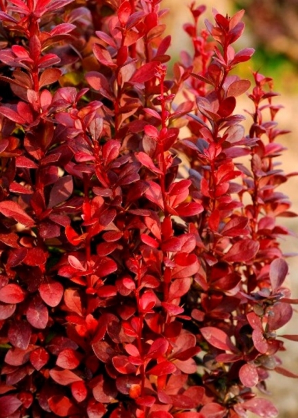 매자나무'레드토치'