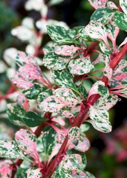 매자나무'스타버스트'