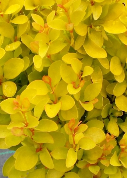 매자나무'섬머선셋'