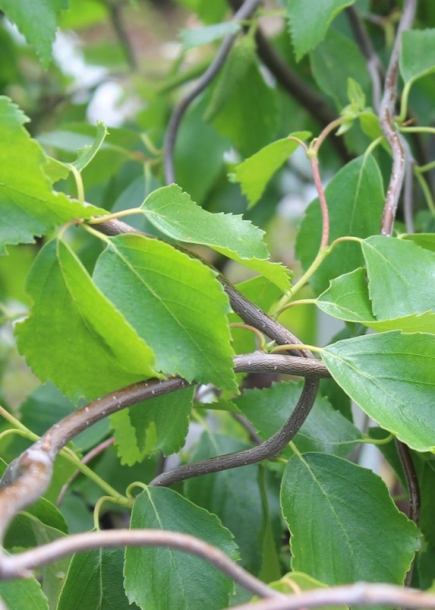 자작나무'스파이더앨리'