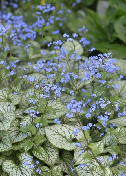 브루네라'잭프로스트'