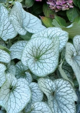 부르네라'알렉산더그레이트'