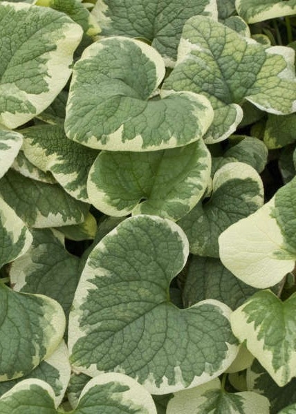 브루네라'바리에가타'