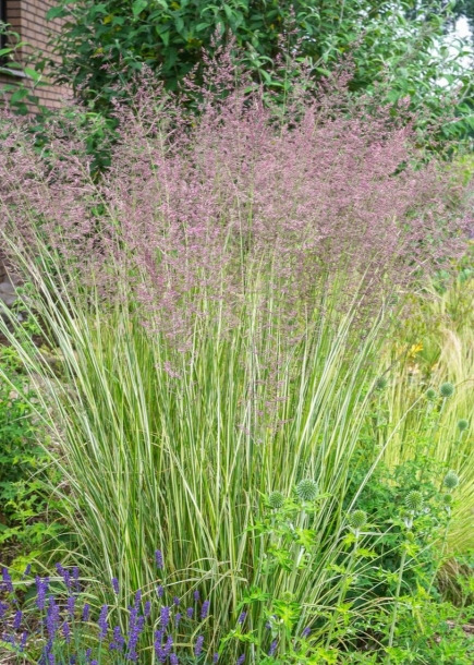 실새풀'오버뎀'