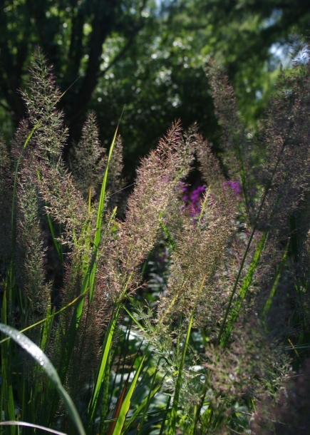 실새풀'브라치트리차'