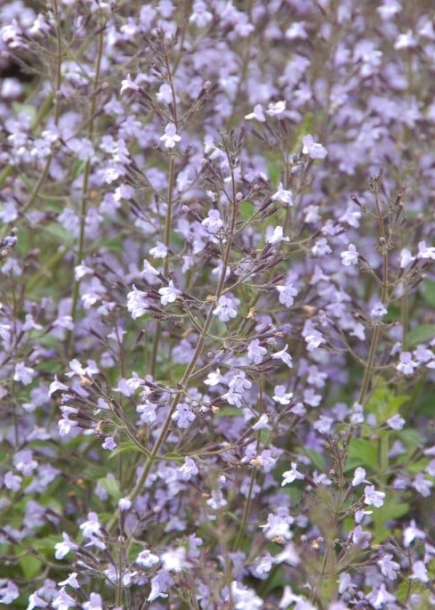 칼라민타네페타'블루클라우드'