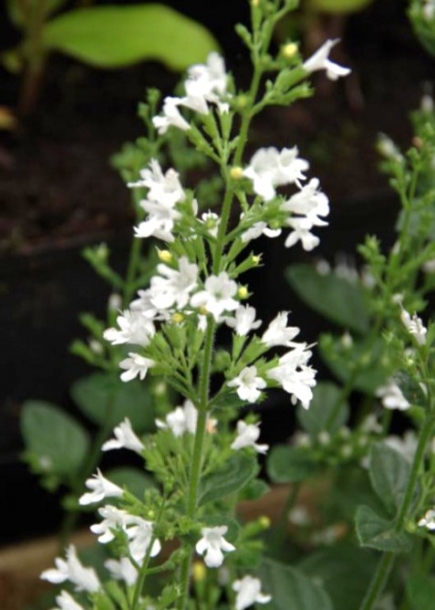 칼라민타네페타'화이트클라우드'