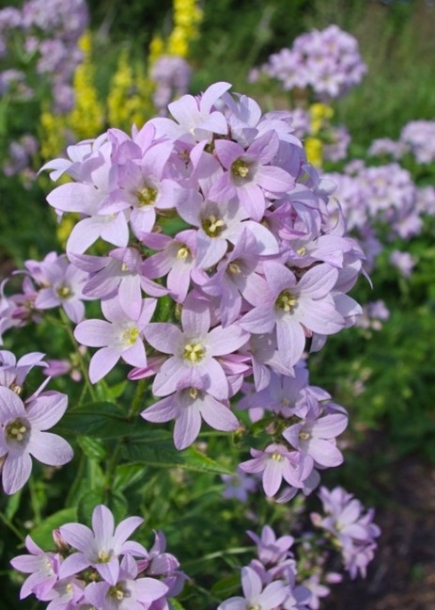 캄파눌라'로돈안나'