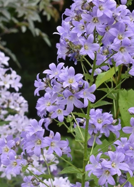 캄파눌라'프리차즈버라이어티'