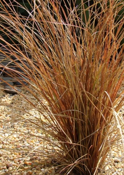 코만스사초'브론즈'