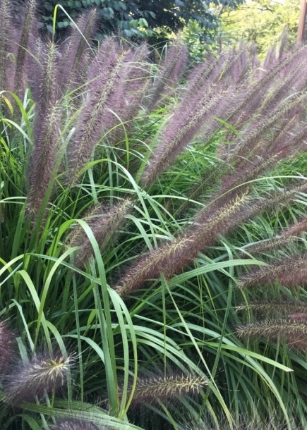 수크령'카시안'